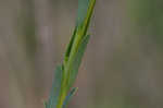 Seaside goldenrod